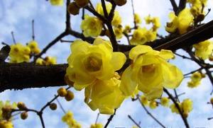 丛生腊梅的价格之谜