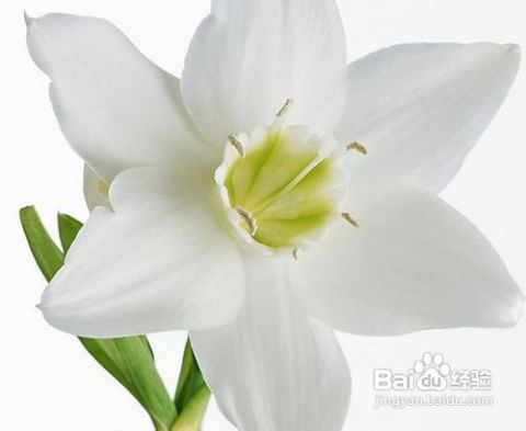 红口水仙花的花语和象征意义是什么
