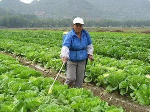 雨季病害防控怎么配？