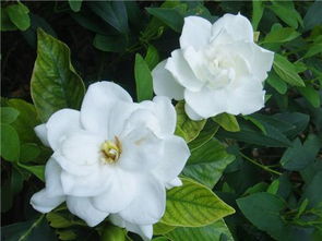 栀子花的种植与养护