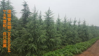 标题是个啥意思呢