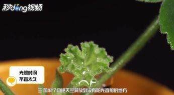 天竺葵顶芽扦插方法具体步骤是怎样的
