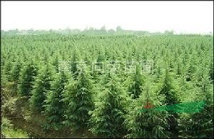 雪松树的价值评估