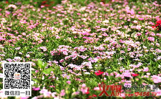 选种篇：种子宝宝的选择大作战