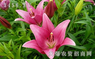 百合种子种植方法大全，阳台也能种出漂亮百合