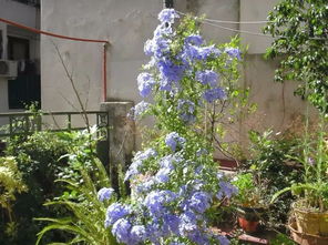 耐热耐晒， 广东阳台植物选择