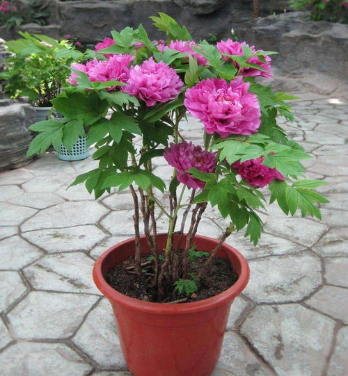 二月份适合种植芍药吗？请推荐芍药的种植方法和最佳种植时间