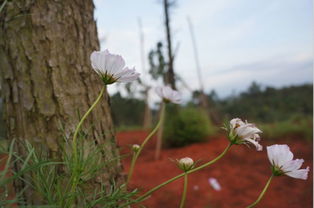 冬天种植波斯菊，真的只能收获一季的花朵吗