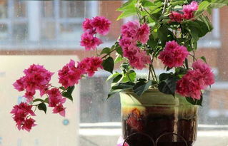 冬季花卉种植指南