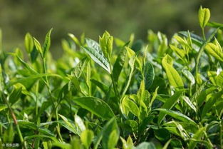 想种人参？这些种植条件你了解多少