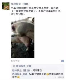 大猪无任何症状突然死亡？可能是得了猪瘟