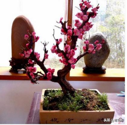 蜡梅树桩，嫁接的艺术