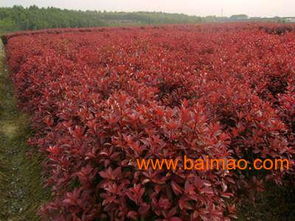 红叶石楠的独特景观