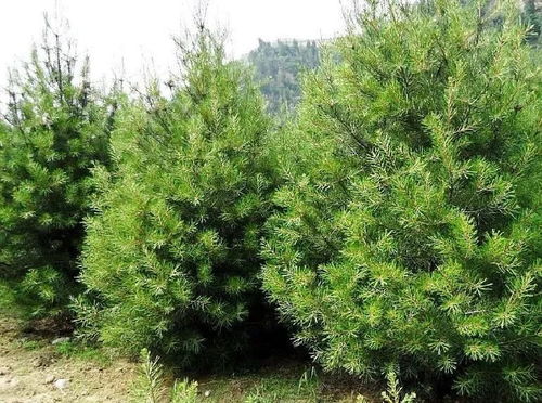 冬天的云杉养护，你Zuo对了吗？