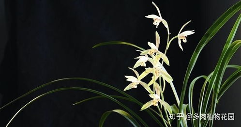 兰花修剪老叶，如何处理才能促进新芽生长