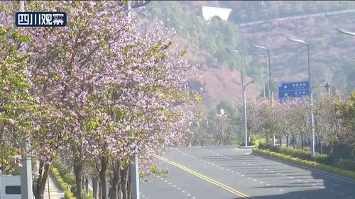 “绝美花卉图鉴，你的桌面花海已上线