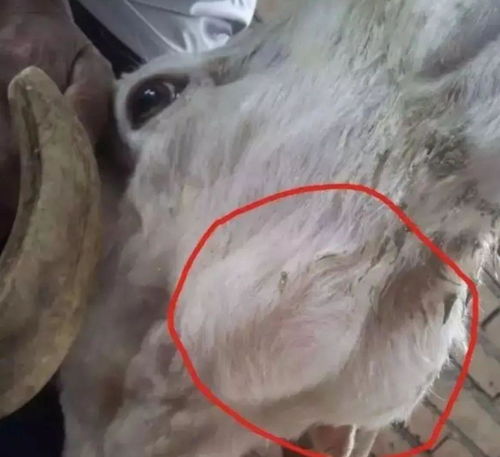 羊下巴水肿与消瘦：揭秘病因，提升养殖效率！