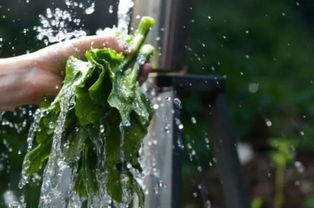 洗菜小妙招， 健康生活你我他