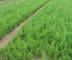 河南淅川绿洲园艺场：供应信息详尽