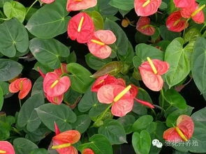 红掌作为美丽与坚韧的象征，它是否能在恶劣环境中依然绽放出独特的魅力呢