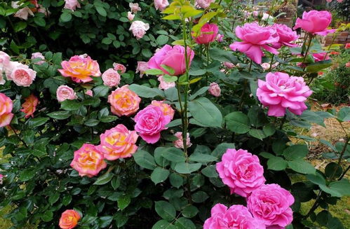 血泪教训：月季红蜘蛛，让人头疼不以