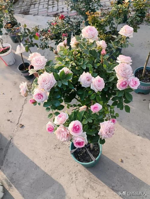 撒丁岛月季：那片美丽的花海