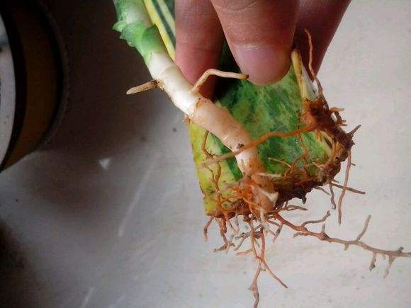 虎皮兰叶插繁殖，如何从叶子到根系