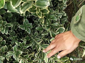 养护起来哪个梗简单