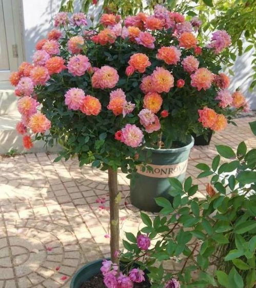 月季种植肥料的选择