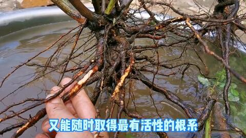 桃花无根嫁接，如何巧妙成双