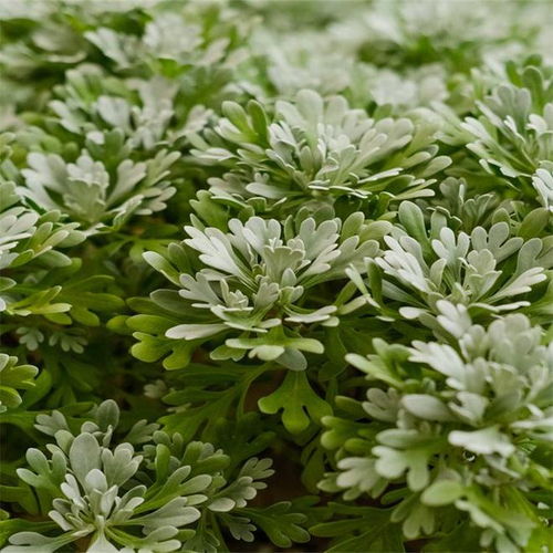 菊花冬季养护方法及注意事项有哪些