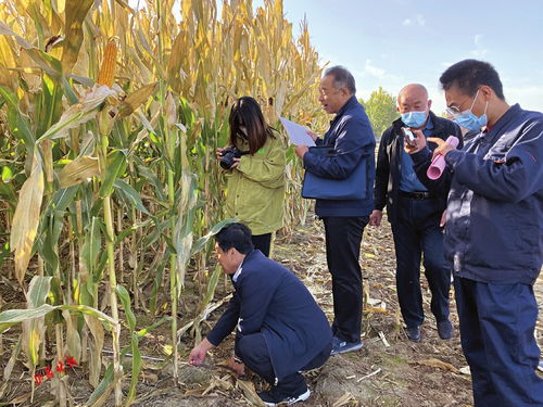 优化农业养殖环境空气清洁技术