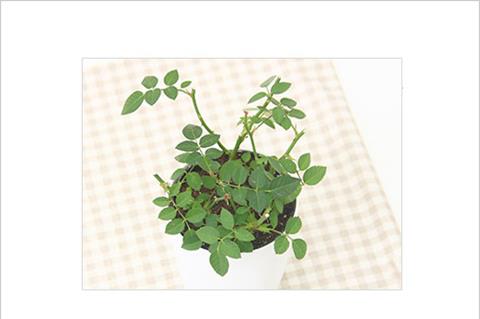 修剪时间的选择