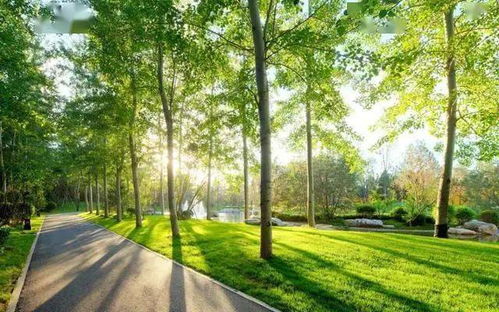 公路绿化， 选择树种要考虑多方面