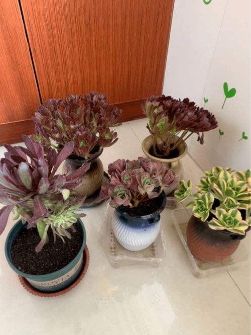 土壤与花盆，选对是关键