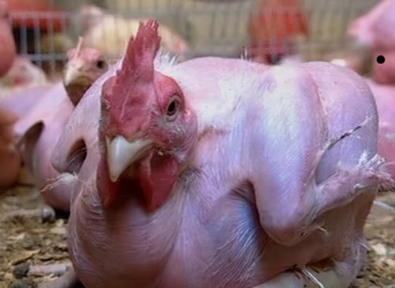 肉鸭光照管理如何提高产蛋率和肉质