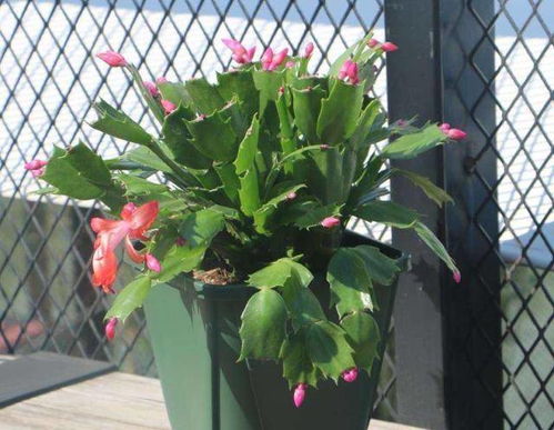 风信子与蟹爪兰：大气花卉， 美观精致