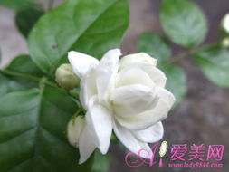 月季花与茉莉花的外用良方