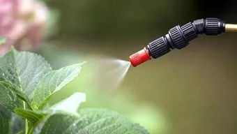 如何选择合适的除草剂？