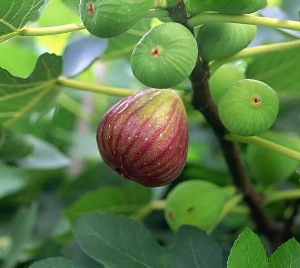 无花果喜阴，需避免阳光直射
