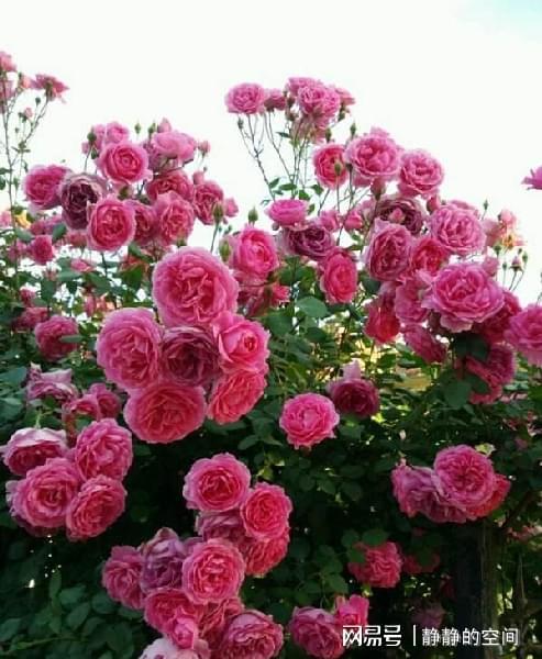 月季之美，庭院之选