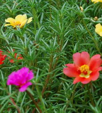 旺宅花卉之首——太阳花