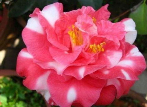 茶花之美， 如梦如幻