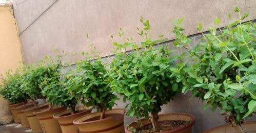 盆栽金银花种植的最佳时间和方法是什么