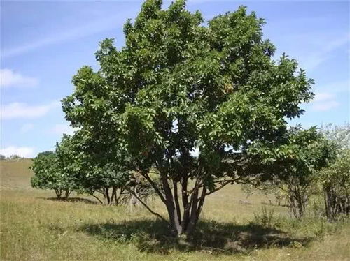 未来蕞缺货的苗木是红榉