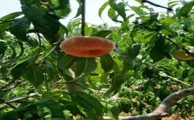 香菇种植需要哪些具体步骤和管理方法