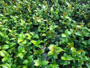 茶花浇水，如何掌握浇水量