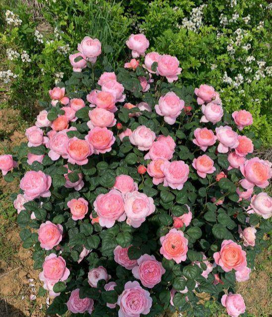 一、 多修剪，少浇水