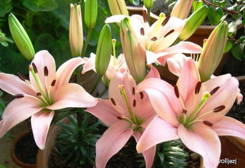 百合花营养DIY肥：自制与施用技巧大公开！