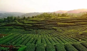 黔西南册亨县荣膺“中国油茶名县”称号，茶叶产业再添荣耀！